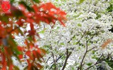 Hà Nội đẹp dịu dàng trong sắc trắng hoa sưa